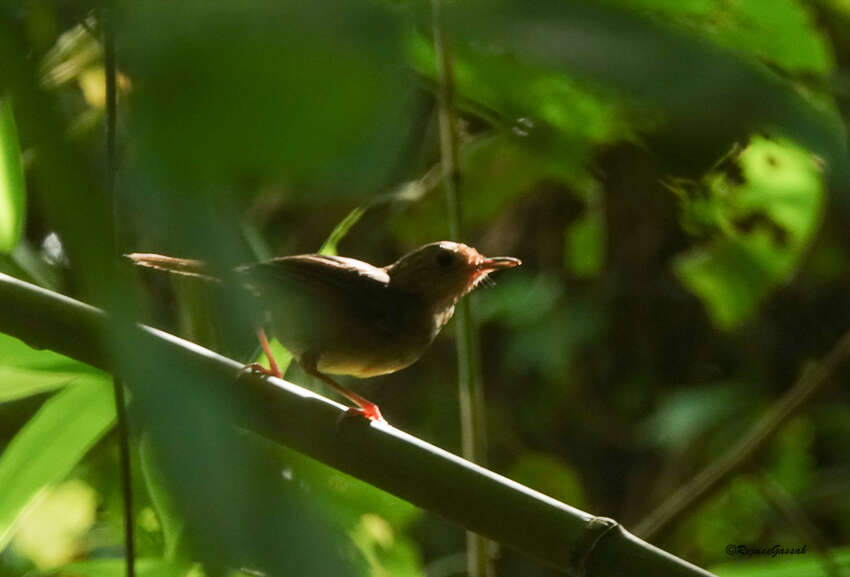 Image of Buff-breasted Babbler