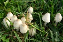 Image of Leucocoprinus cepistipes (Sowerby) Pat. 1889