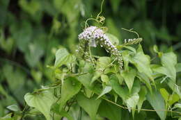 صورة Lysimachia clethroides Duby