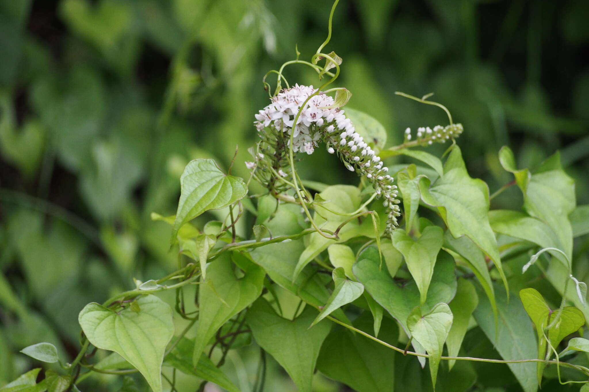 Image of gooseneck yellow loosestrife