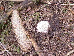 Image of Stinkhorn