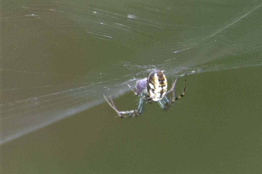 Sivun Mangora spiculata (Hentz 1847) kuva