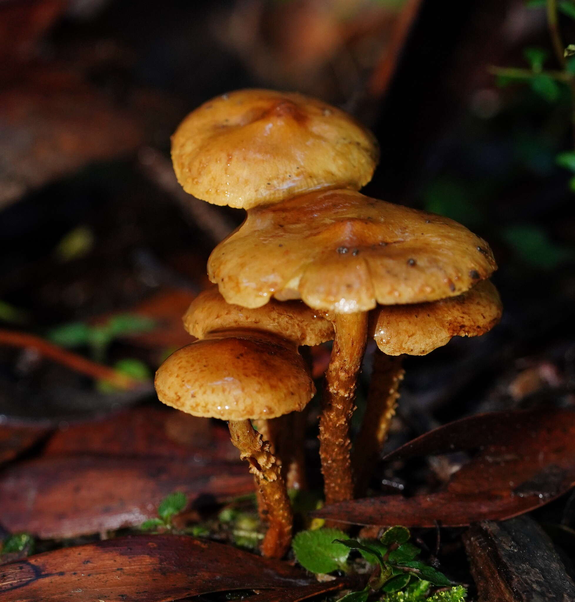 Image of Pholiota squarrosipes Cleland 1933