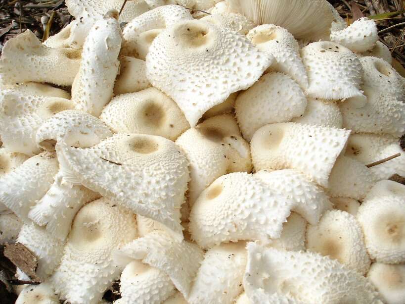 Image of Leucocoprinus cepistipes (Sowerby) Pat. 1889