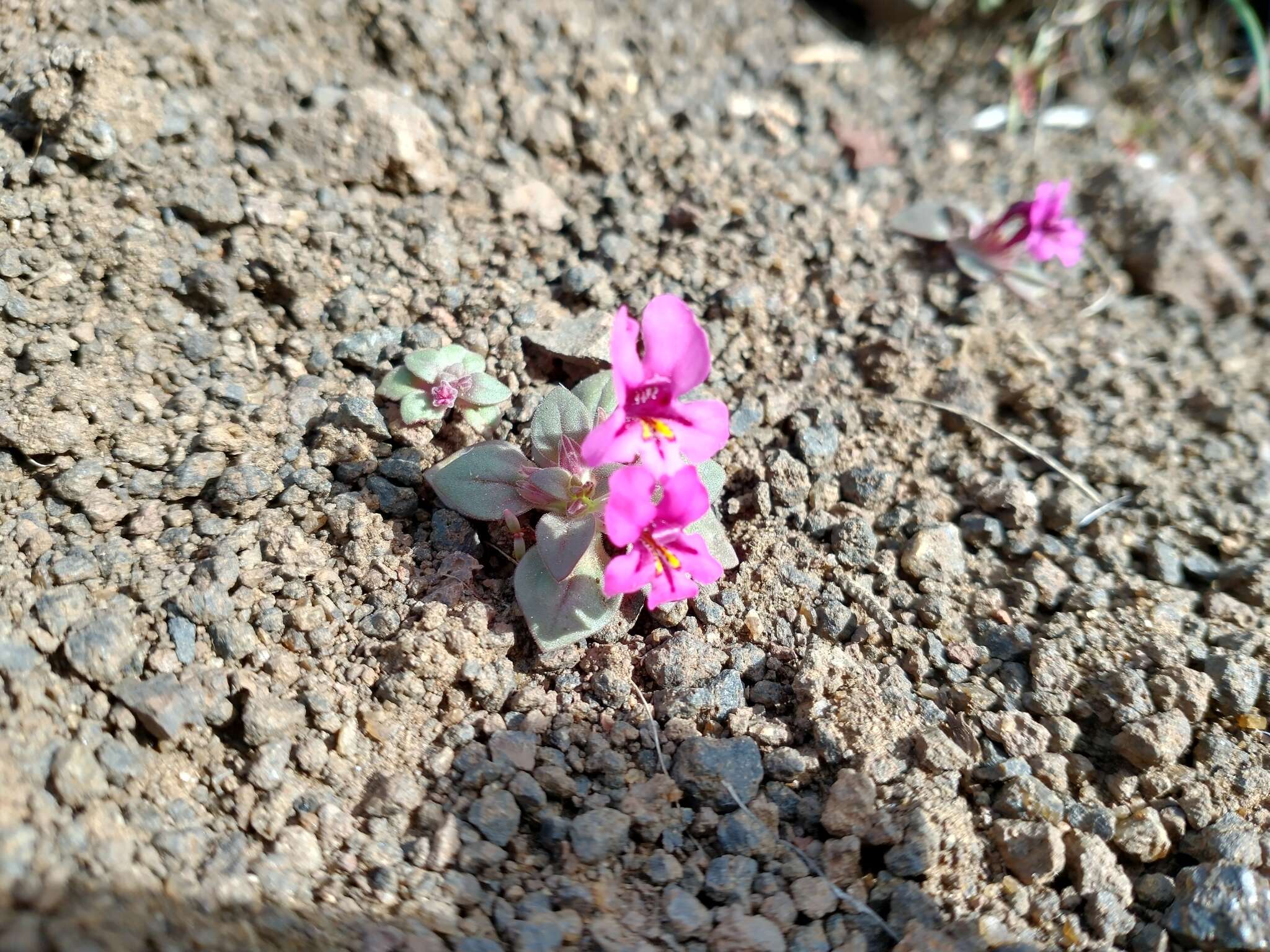 Diplacus cusickioides G. L. Nesom resmi