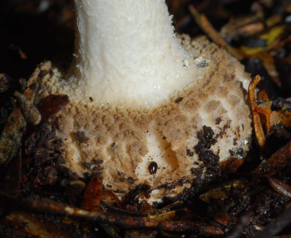 Image de Amanita australis G. Stev. 1962