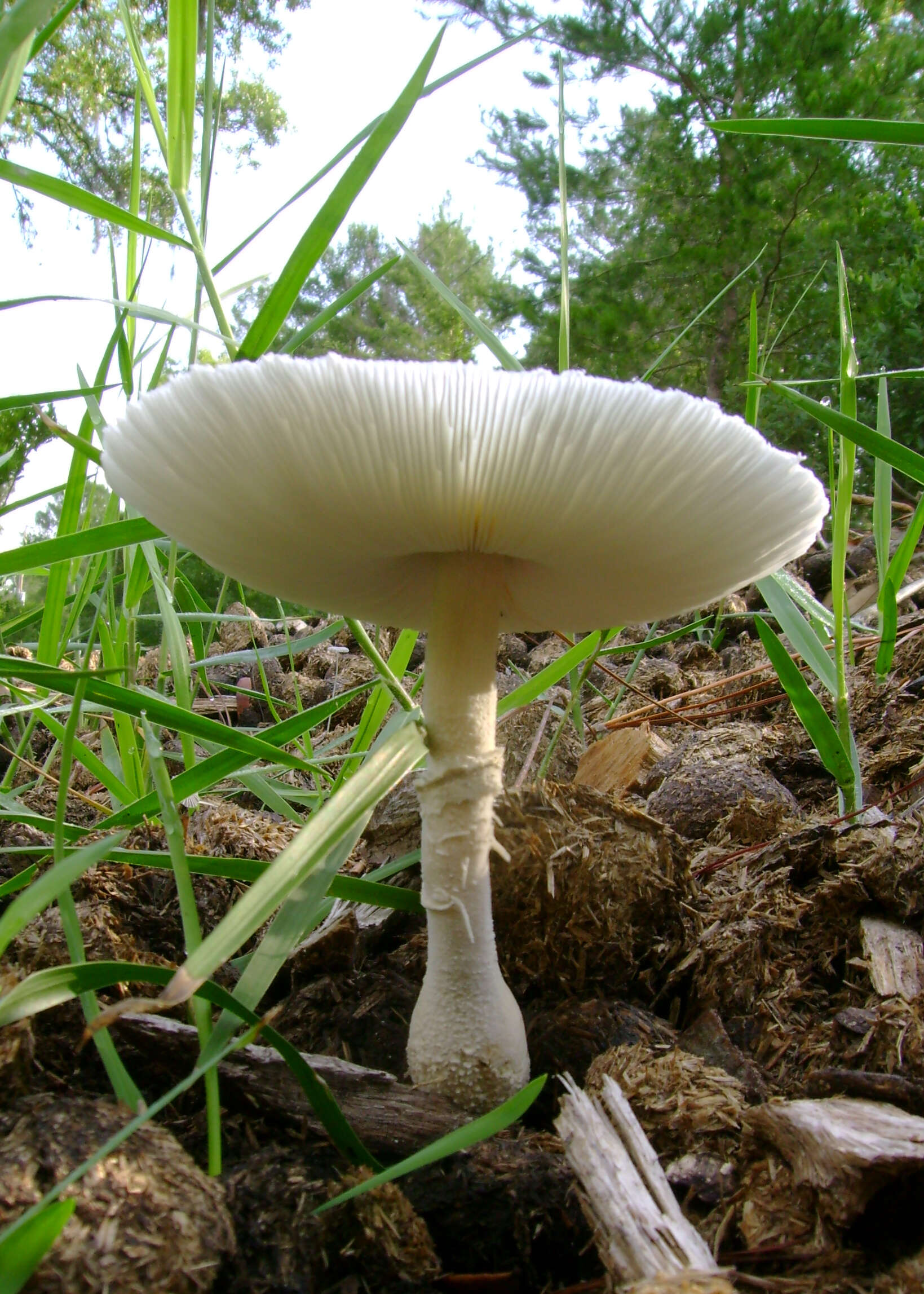 Image of Leucocoprinus cepistipes (Sowerby) Pat. 1889