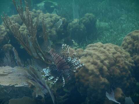 Image of Common lionfish