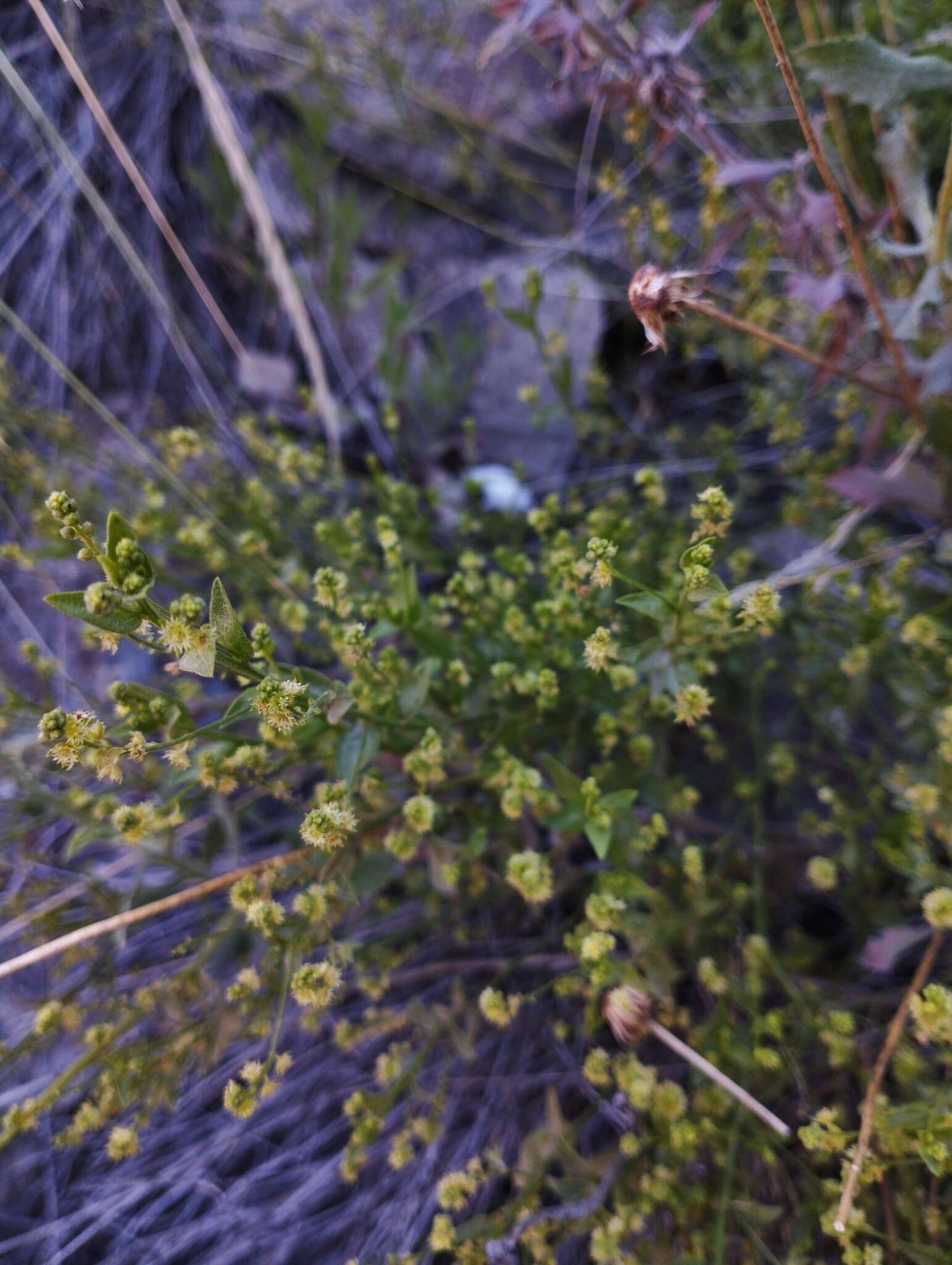 Imagem de Chiropetalum berteroanum Schltdl.