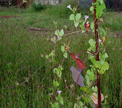 Plancia ëd Ipomoea triloba L.