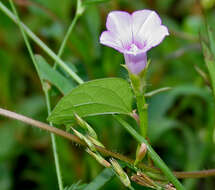 Plancia ëd Ipomoea triloba L.