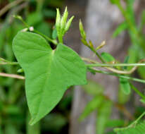 Plancia ëd Ipomoea triloba L.