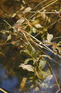 Image of Richardson's pondweed