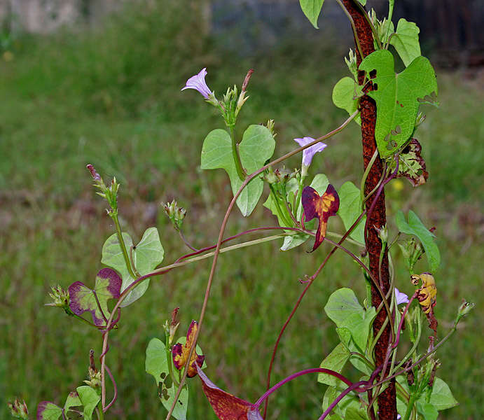 Plancia ëd Ipomoea triloba L.