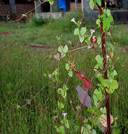 Plancia ëd Ipomoea triloba L.