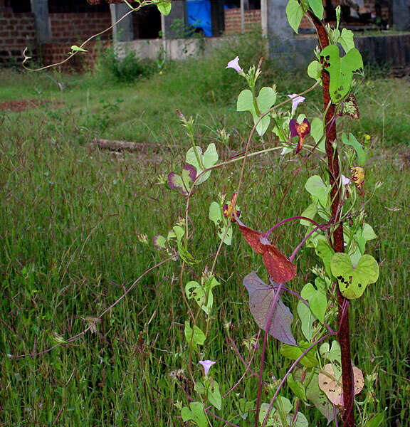 Plancia ëd Ipomoea triloba L.