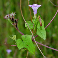 Plancia ëd Ipomoea triloba L.