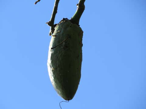 Image of Ceiba erianthos (Cav.) K. Schum.