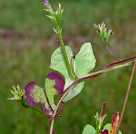 Plancia ëd Ipomoea triloba L.