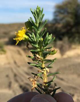 Image of Euryops oligoglossus DC.