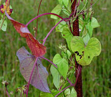 Plancia ëd Ipomoea triloba L.