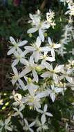 Image of fragrant clematis