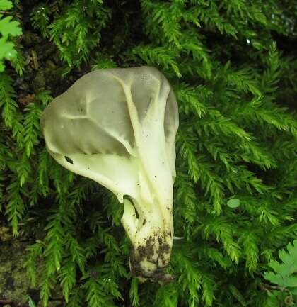 Image of Helvella griseoalba N. S. Weber 1972