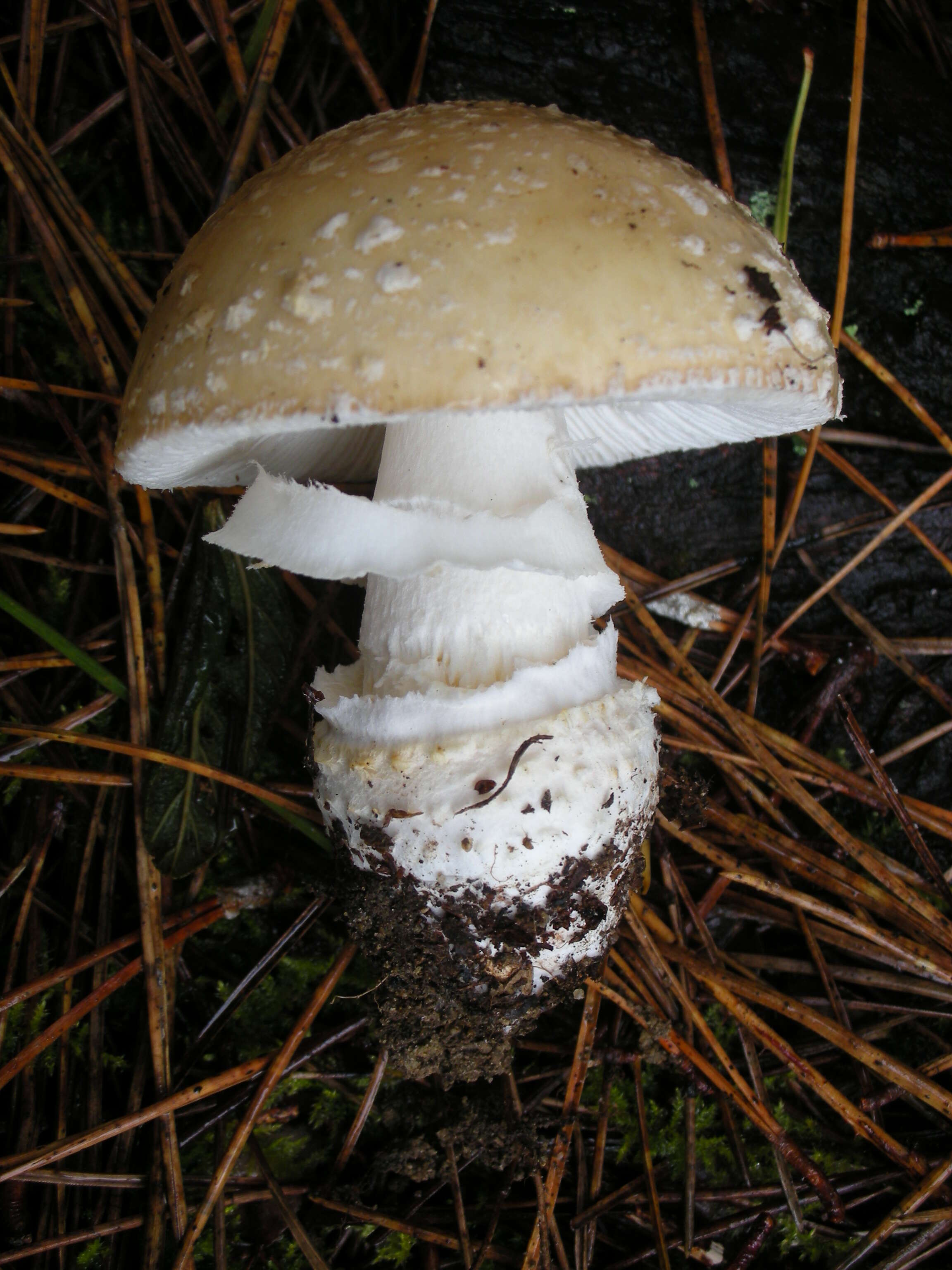 Image of gemmed Amanita