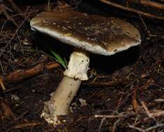 Image of Amanita nothofagi G. Stev. 1962