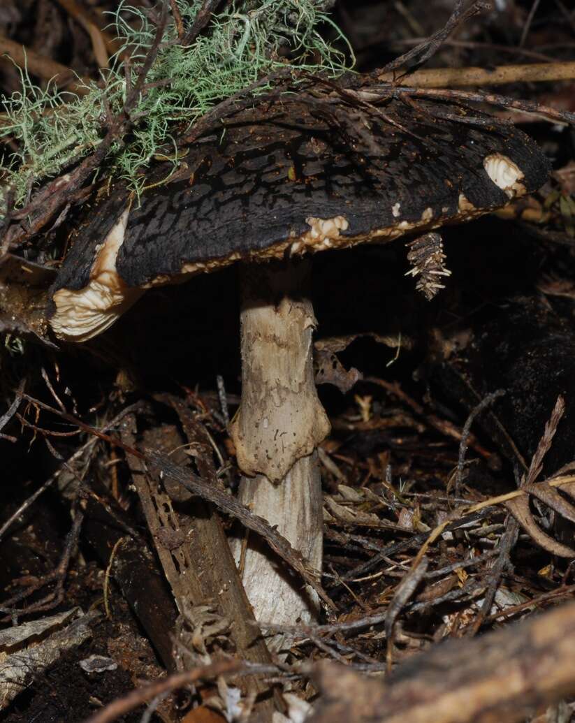 Image of Amanita nothofagi G. Stev. 1962