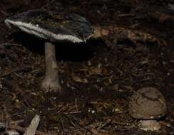 Image of Amanita nothofagi G. Stev. 1962