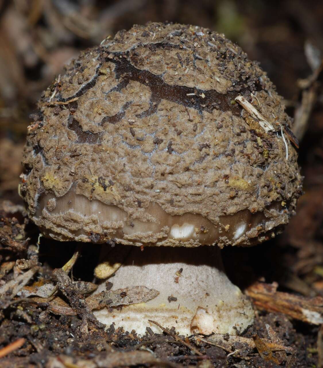 Image of Amanita nothofagi G. Stev. 1962