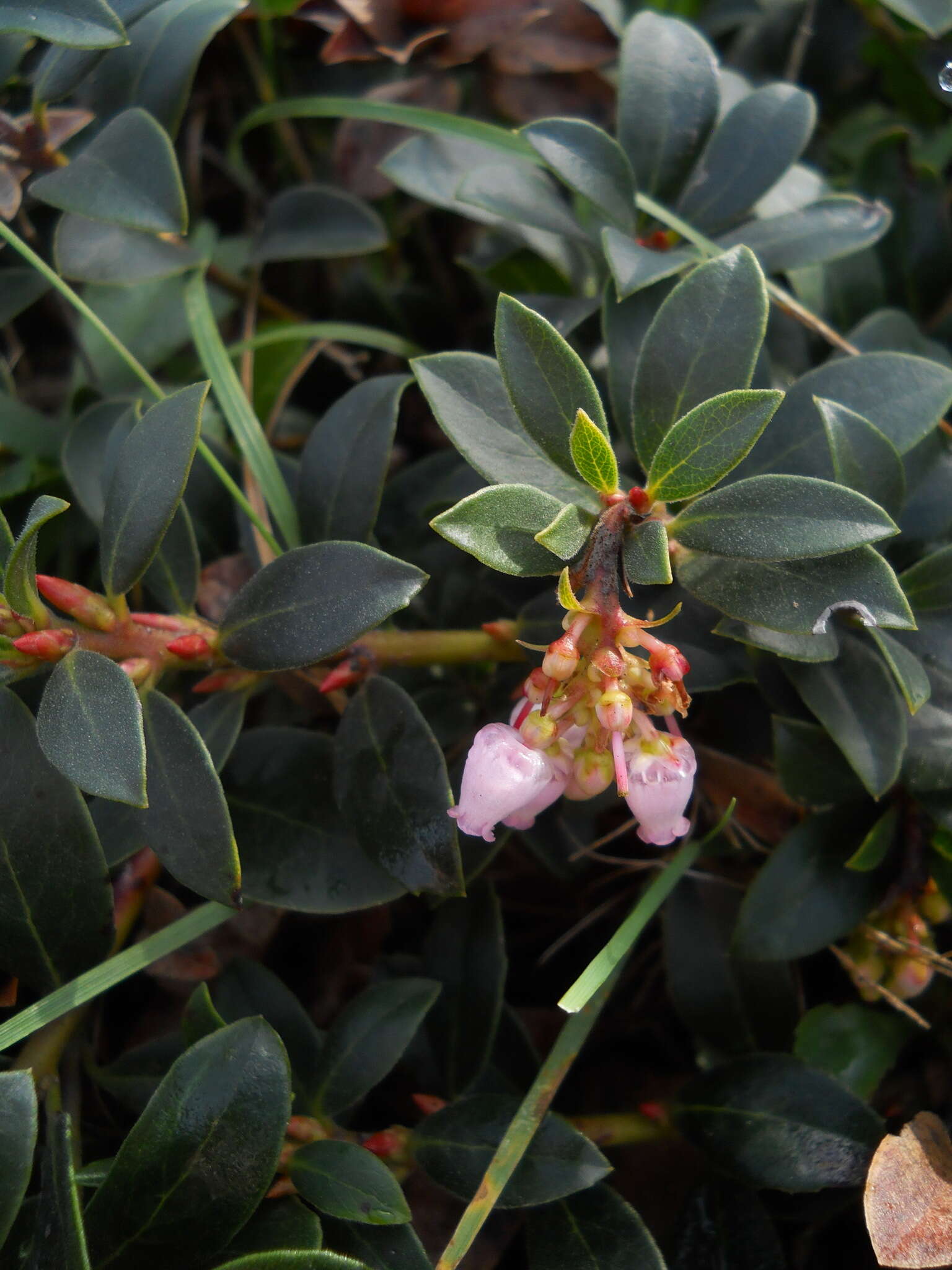 Image of bearberry