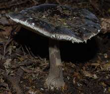 Image of Amanita nothofagi G. Stev. 1962