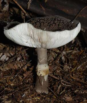 Image of Amanita nothofagi G. Stev. 1962