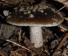 Image of Amanita nothofagi G. Stev. 1962