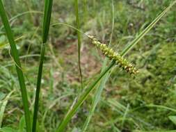 Image of Carex mollissima Christ ex Scheutz