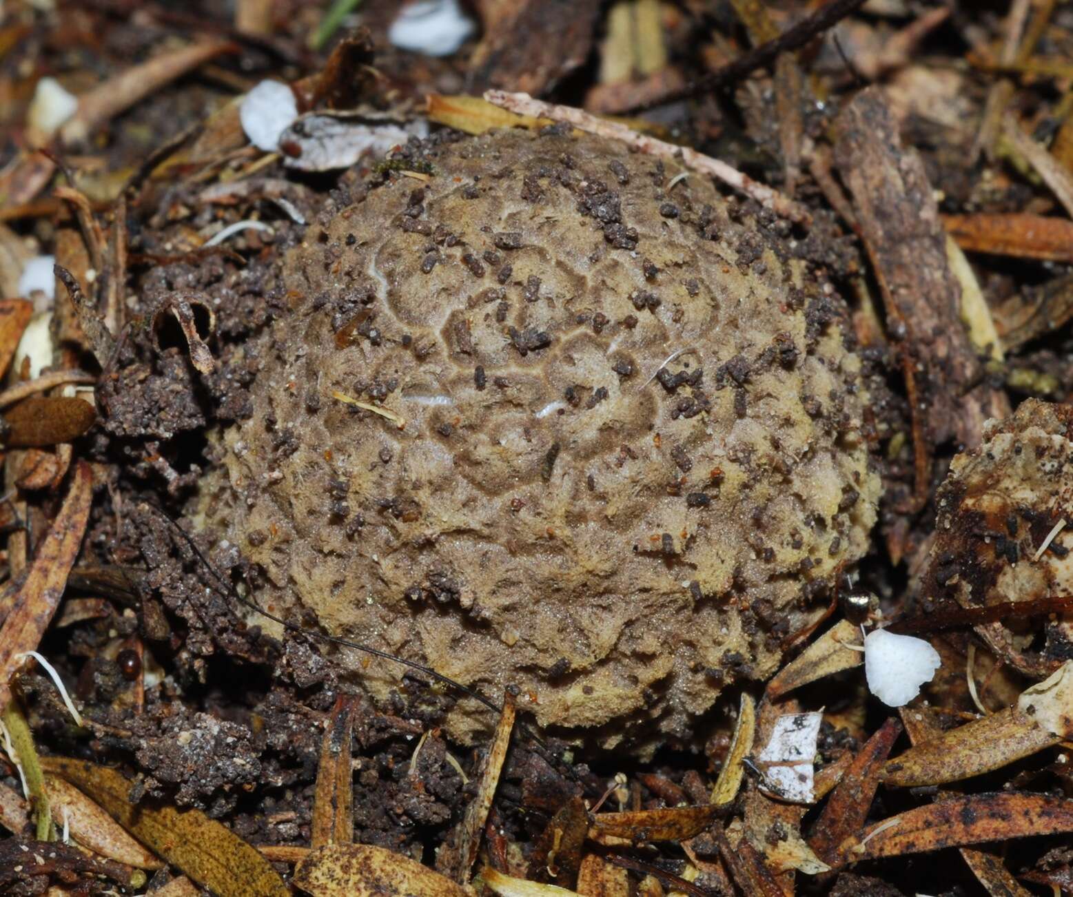 Image of Amanita nothofagi G. Stev. 1962