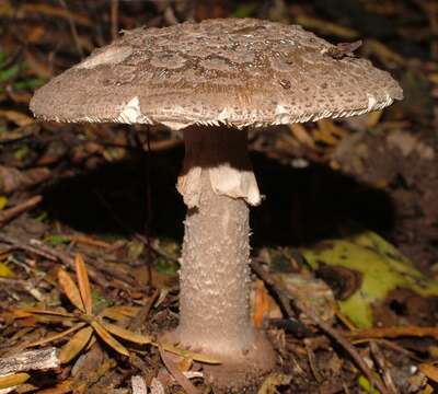 Image of Amanita nothofagi G. Stev. 1962