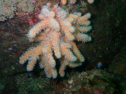 Imagem de Alcyonium glomeratum (Hassall 1843)