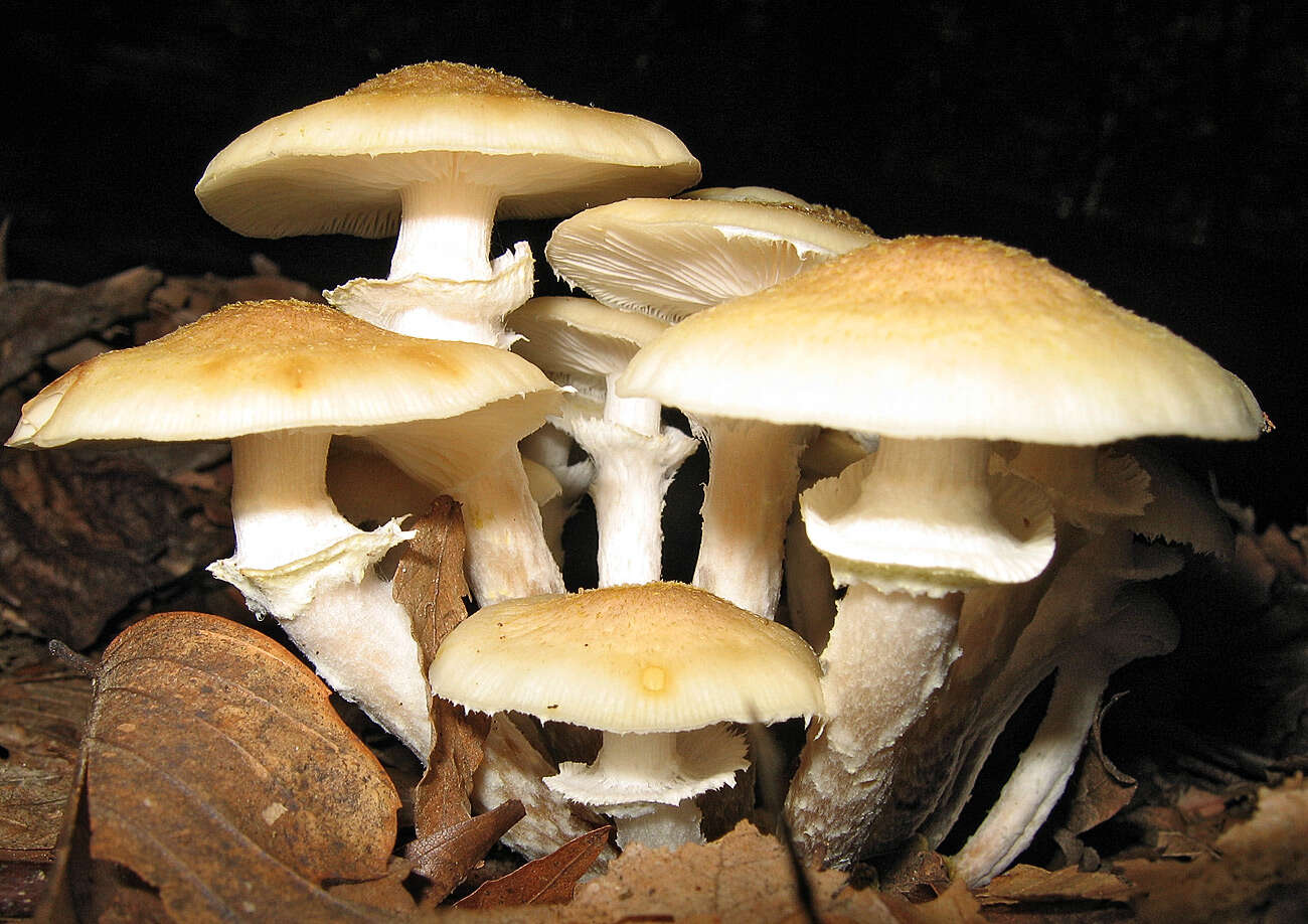 Image of Honey Fungus