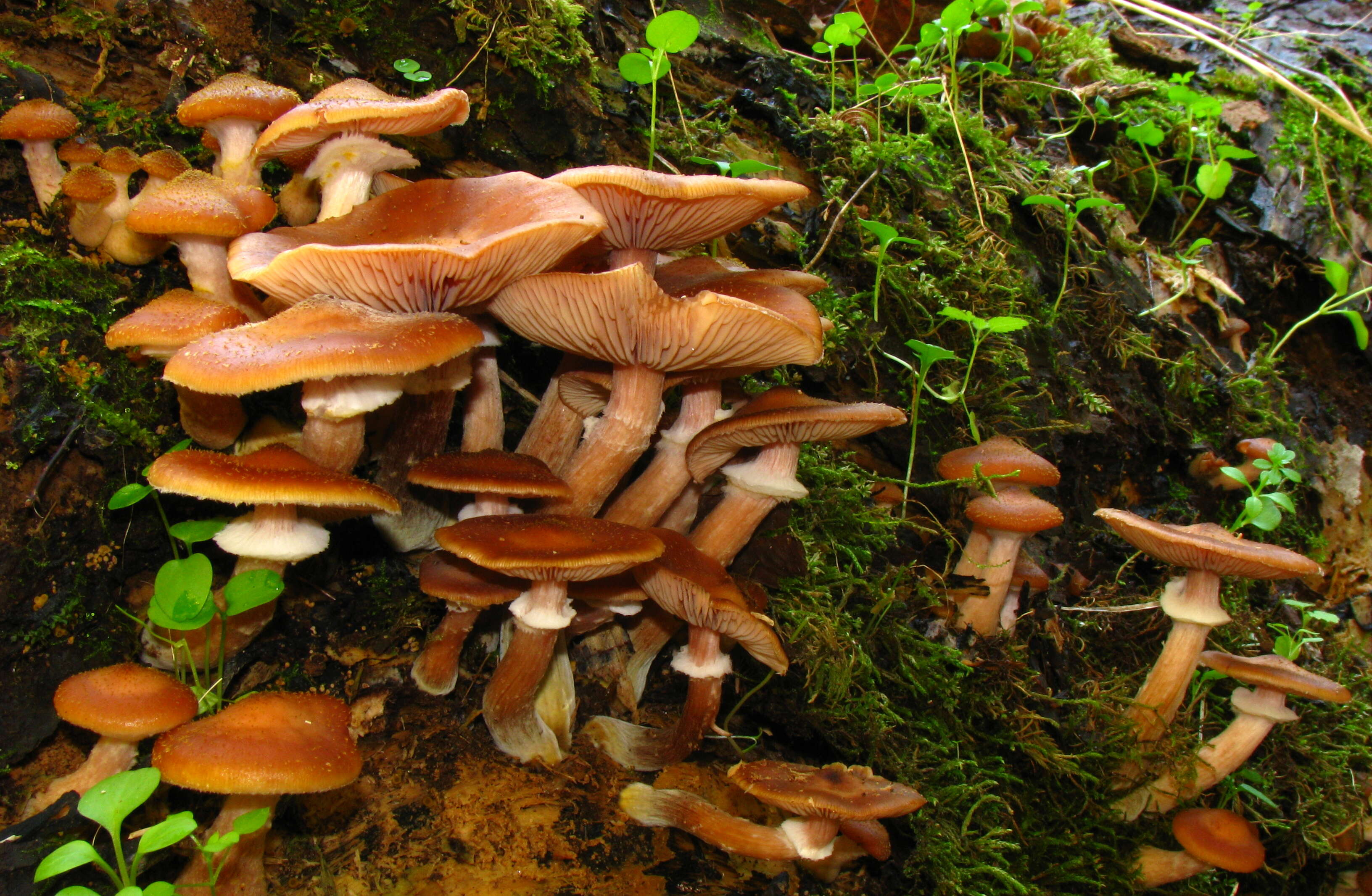 Image of Honey Fungus