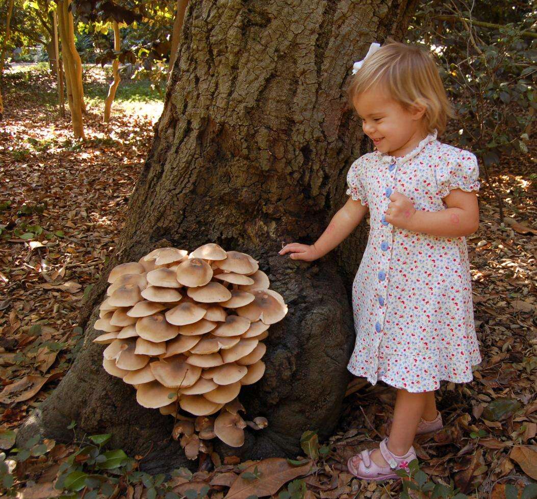 Image of Honey Fungus