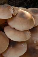 Image of Honey Fungus