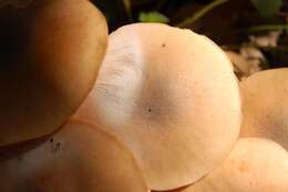 Image of Honey Fungus