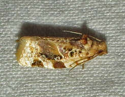 Argyrotaenia velutinana Walker 1863的圖片