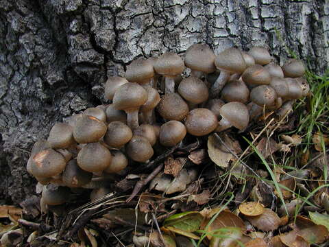 Image of Honey Fungus