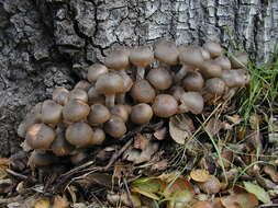 Image of Honey Fungus