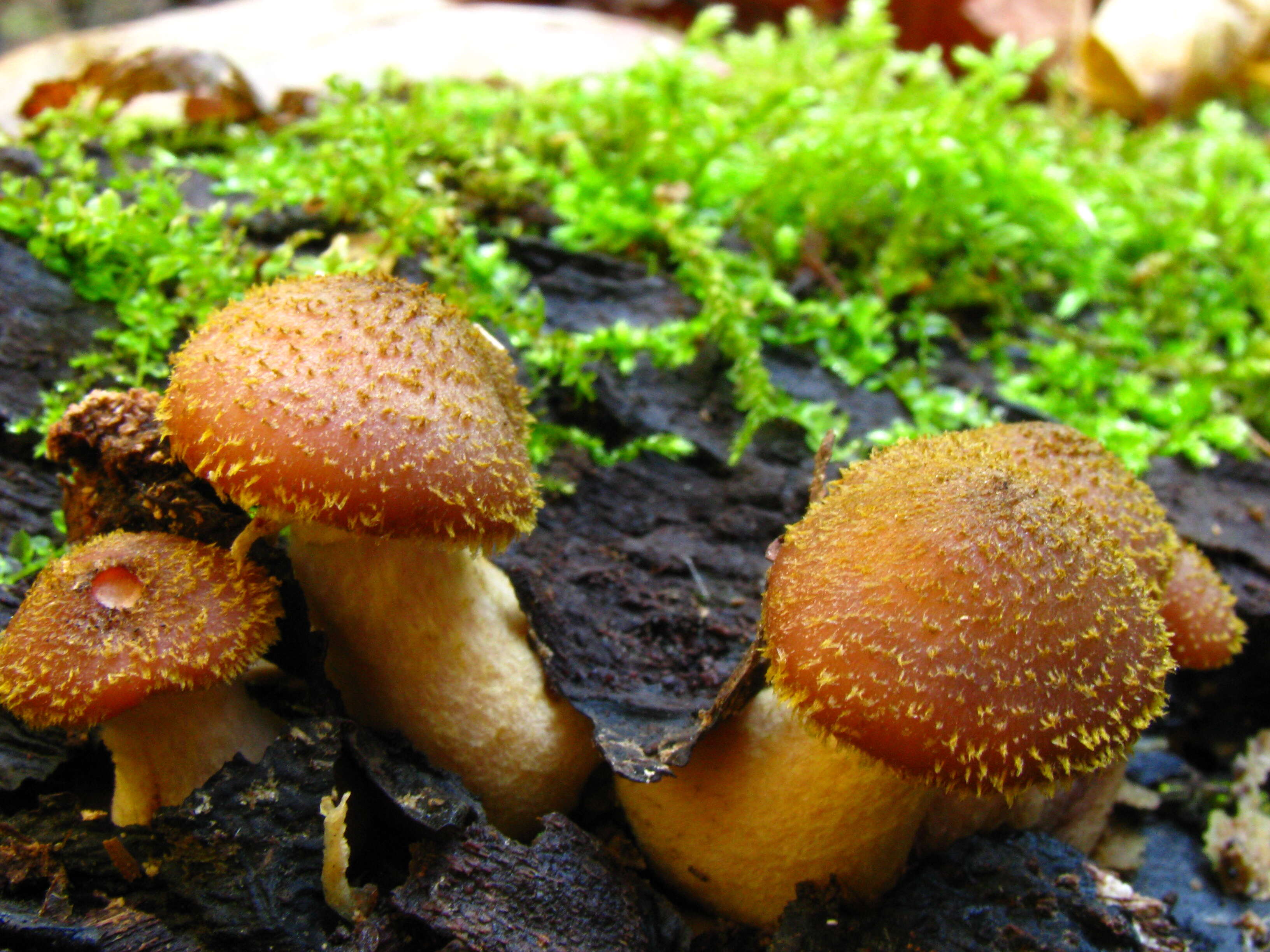 Image of Armillaria ostoyae (Romagn.) Herink 1973