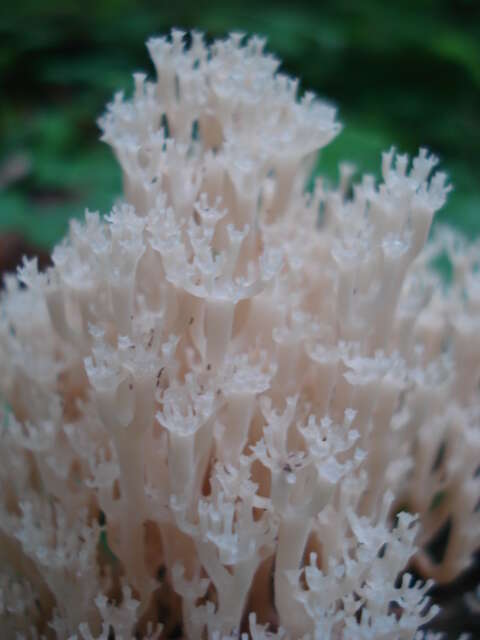 Image of Artomyces pyxidatus (Pers.) Jülich 1982